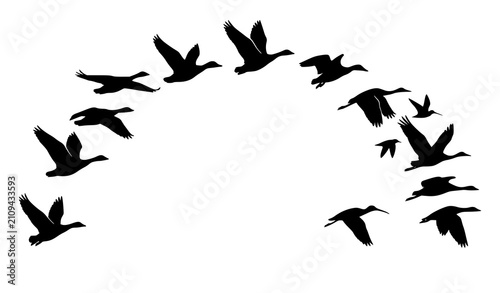 Cuadro en lienzo Minimal Flying Migratory Bird Flock Black Silhouette Vector Collection for Natur