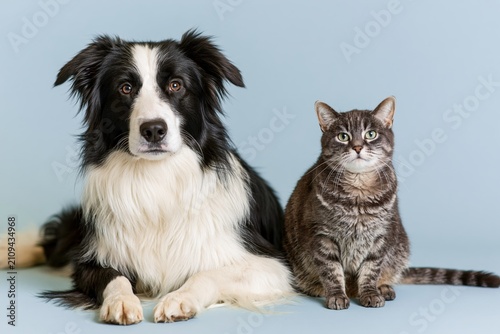 The Dog and Cat Duo Enjoying Calm Bond on Soft Blue Studio Background