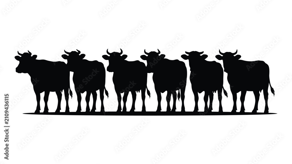 Obraz premium Five black silhouetted cows standing in a line facing forward