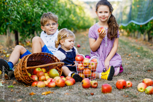 Three siblings sitting in an apple orchard with baskets of freshly picked apples  smiling together during harvest season  real life family moment. Happy toddler girl  school boy and girl
