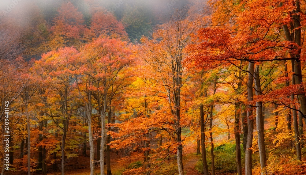 Fototapeta premium Forest With Colorful Trees In Autumn