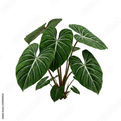 A lush philodendron plant with prominent textured dark green heart-shaped leaves featuring white veins, isolated on a transparent background.