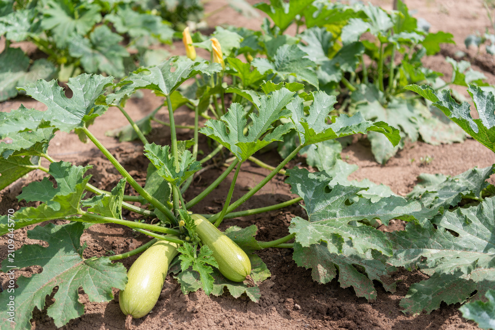 Fototapeta premium Healthy Zucchini Plant Growing in Rural Vegetable Garden