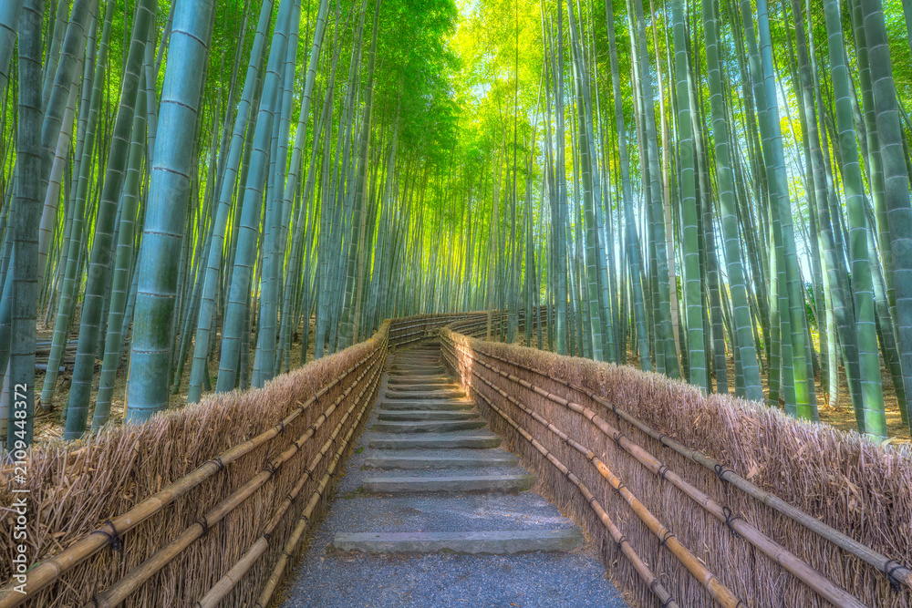 Fototapeta premium Scenic empty stone pathway with traditional woven fences winding through the lush green Arashiyama bamboo forest in Kyoto, Japan.