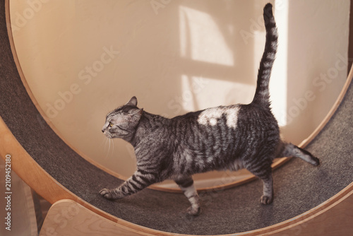 Curious cat explores a modern exercise wheel in a sunlit room filled with warmth and coziness