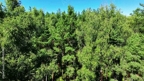 Photography Dense green foliage of various tree species thriving in bright summer sunlight