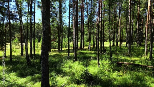Tall evergreen trees surrounded by lush green grass in a vibrant summer forest scene