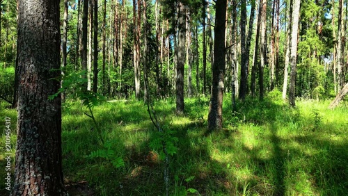 Foto Dense green foliage surrounding tall pine trees with sunlight filtering through