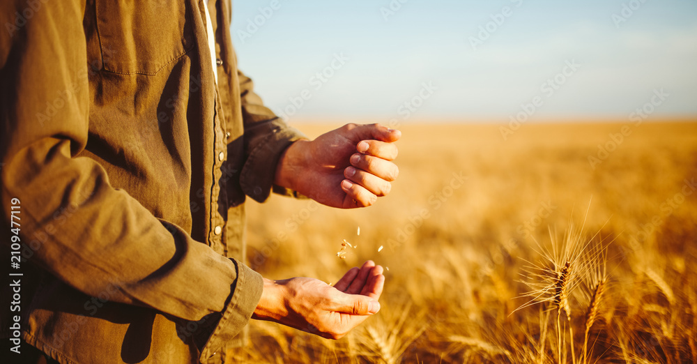 Naklejka premium A person is in a vast wheat field, touching the tall golden stalks with one hand. The sun is setting in the background, creating a warm light. Concept of nature and agriculture.