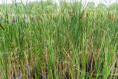 фотографія Bull rushes