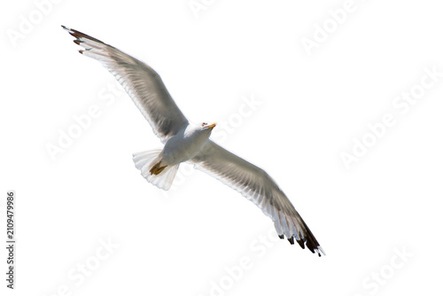 Seagull soaring in the sky. PNG file