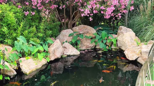 group of bright colored koi fish swim near surface water in calm pond lake. colorful school brocade carp fish in motion. natural scene stone garden beautiful flowering pink tree spring summer nature