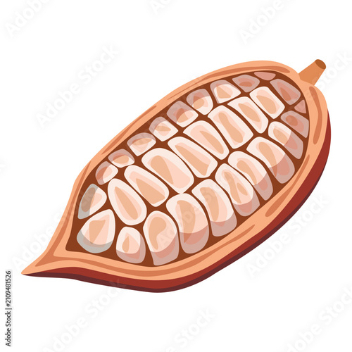 Chocolate cocoa bean. Colored cacao fruit. Vector illustration.