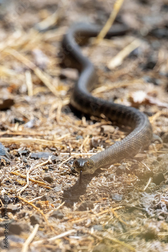 snake in the sand