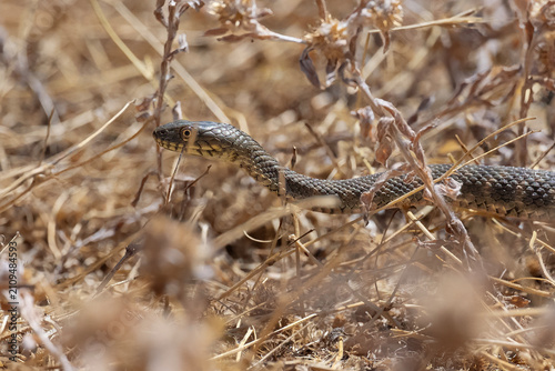 snake in the grass