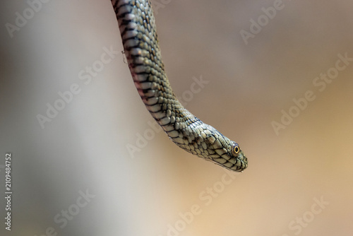 snake