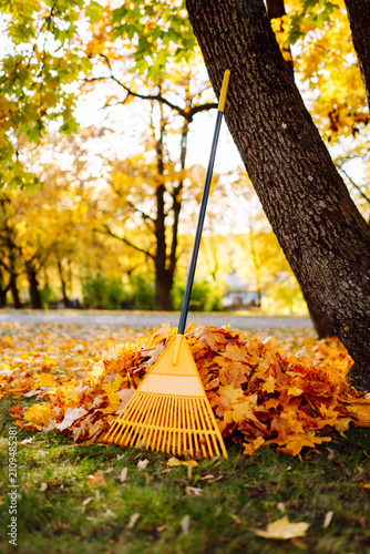 Obraz na plátně Close-up of colored rake stands near tree surrounded by pile of fallen leaves