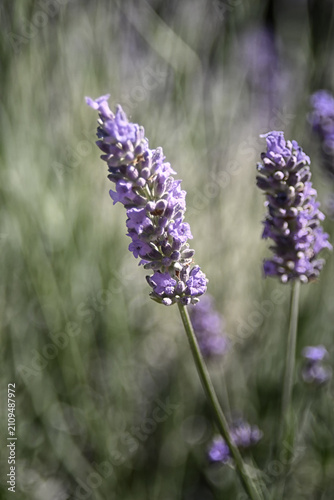 I colorati  fiori della lavanda in primo piano 