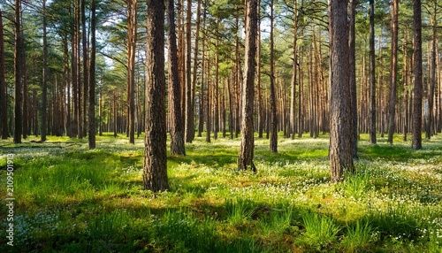 Pine Forest With Dense Grass And Wildflowers In Springtime
