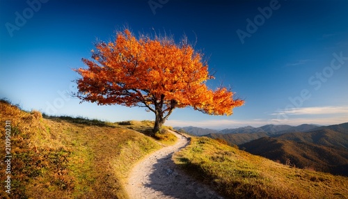 Vibrant Orange Tree On A Hilltop With A Winding Path