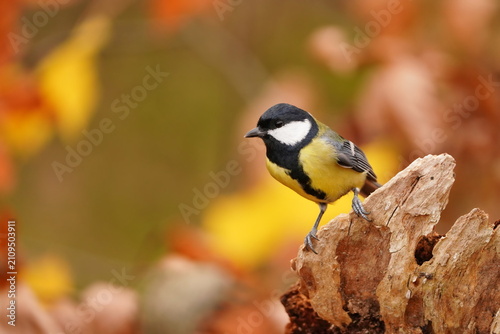 A great tit sits on a tree stump. A cute great tit in the nature habitat.  Parus major