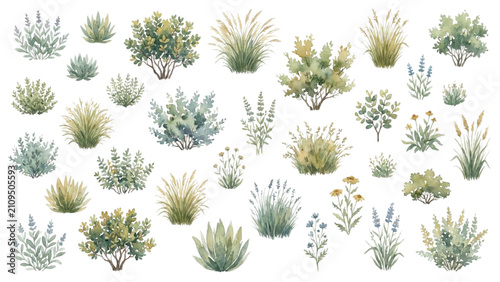Architectural Watercolor Landscape Plants and Ornamental Grass Vector Collection
