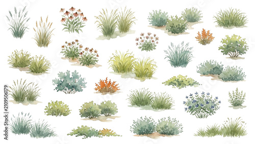 Architectural Watercolor Landscape Groundcover and Ornamental Plants Vector Set