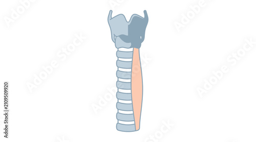 фотографія Human Trachea and Larynx Medical Vector Illustration