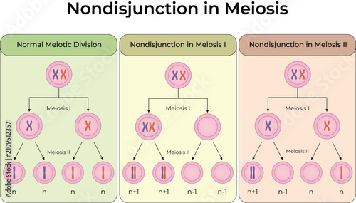 Foto Nondisjunction in Meiosis Chromosome Division Diagram Vector.