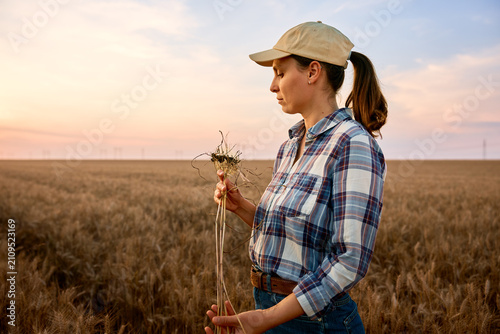Female farmer examining wheat crop roots in field