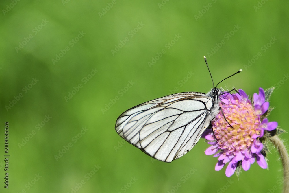 Fototapeta premium A black-veined white on a wildflower in a meadow.