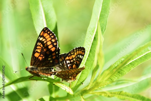 Obraz na płótnie Mating scarce fritillaries (Euphydryas maturna) in a meadow.