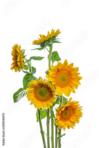yellow sunflower isolated on white