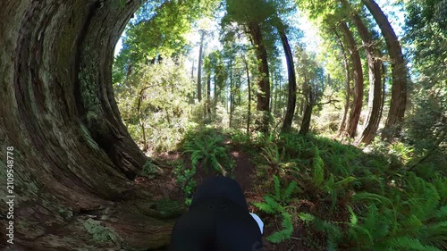 Redwood National Park Hiking POV 04 California USA