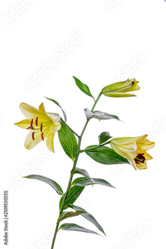 yellow lily flower