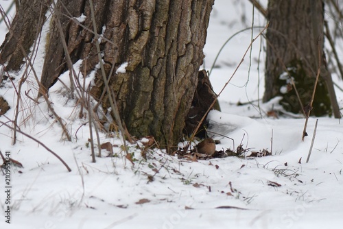 Tree trunk texture on snowy day