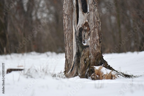 Tree trunk texture on snowy day