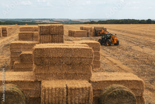 Telehandler tractor operating on stacked hay bales on dry wheat field. Rural agriculture works in harvest season