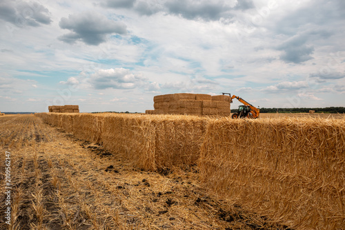 Rows of stacked hay bales on ripe wheat field with working telehandler tractor. Rural agriculture activity in harvest season