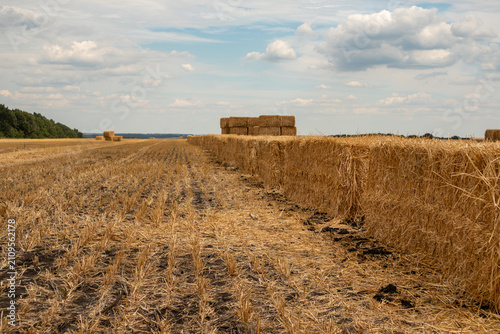 Rows of golden straw bales on harvested wheat field rural landscape