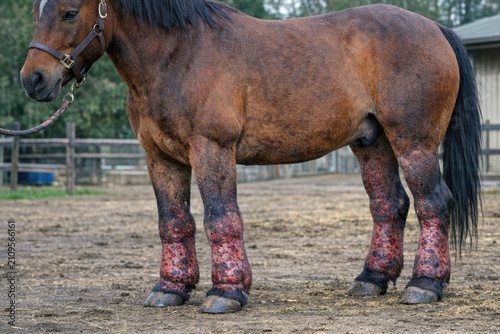 A brown horse stands on top of a dirt field, looking out at the surroundings