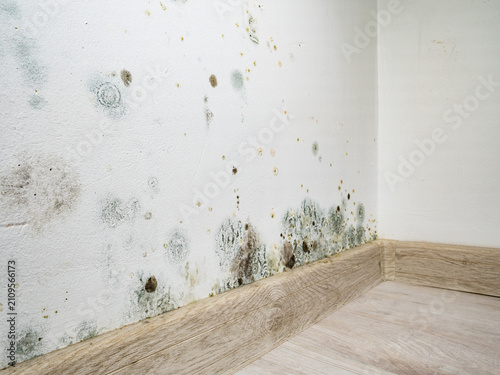 Mould and fungus growth on white wall