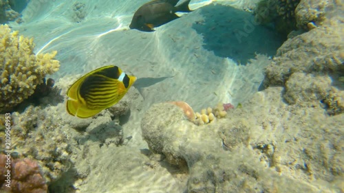 Underwater seascape on the coral reef in Red Sea, Egypt