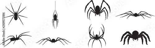 Obraz na płótnie Spider Species and Crawling Poses Halloween Arachnid Silhouette Collection Set