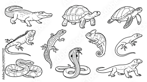 Bild auf Leinwand Reptile and amphibian line art collection, hand drawn exotic animals set includi