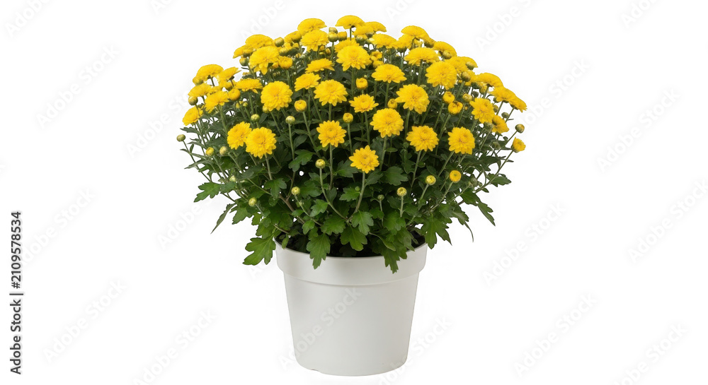 Obraz premium Beautiful yellow chrysanthemum flowers blooming in a white plastic pot isolated on transparent background