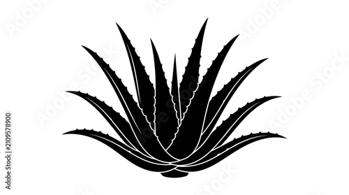 Fotografie Aloe vera plant silhouette on a white background presents a striking and symmetrical arrangement of spiky leaves