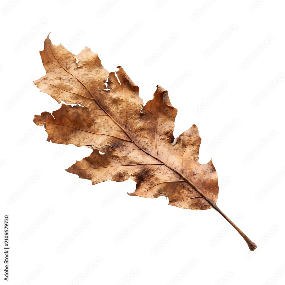 Fototapeta premium Realistic dried brown oak leaf isolated on transparent background