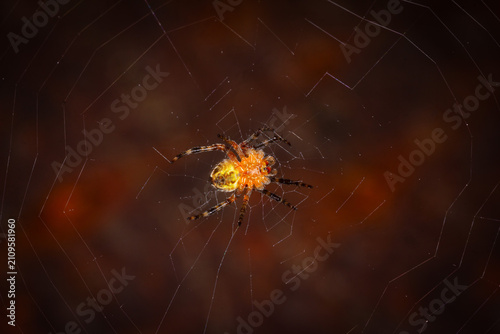 Cross spider on a web on a brown background, bottom view.