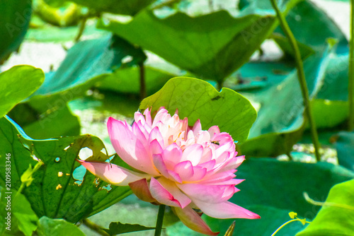 Картината върху платно Lotus flower and bee in the morning in nature